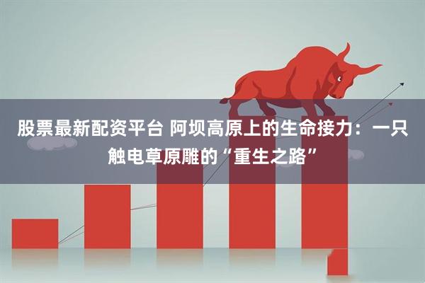 股票最新配资平台 阿坝高原上的生命接力:一只触电草原雕的“重生之路”